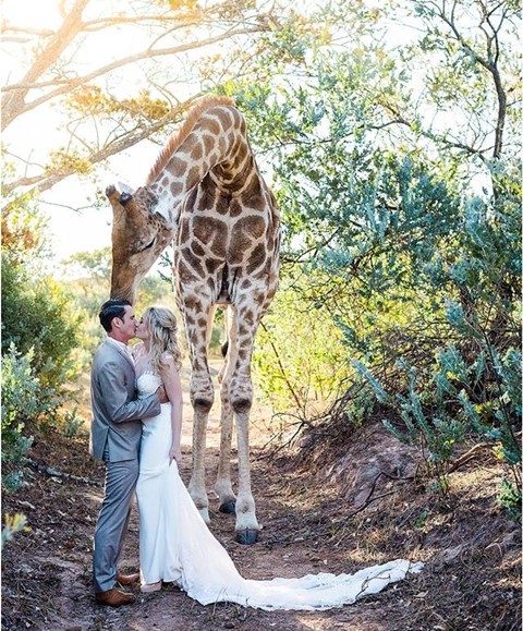 The Adorable Moment A Curious Giraffe Hilariously Photo-bombed A ...