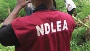 NDLEA Seizes Over N600M Worth Of Drugs At Port Harcourt Airport