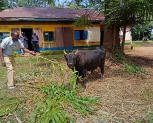 Police Arrest Bull For Killing Woman In Kenya