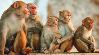 Brazilians Poisoning Monkeys Over Fears They Are The Cause Of Growing Monkeypox Outbreak