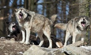 Wolves On The Loose After Escaping From Zoo In Suspected Sabotage