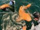 Rare bright Orange shark discovered during fishing trip in Costa Rica