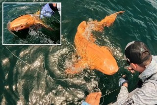 Rare bright Orange shark discovered during fishing trip in Costa Rica